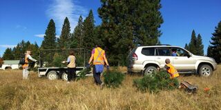 Free wilding pine slash disposal for Twizel residents this Easter weekend!