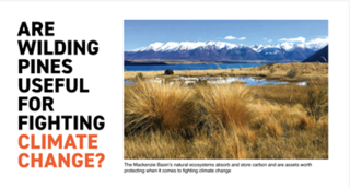 Article: Are wilding pines useful for fighting climate change?