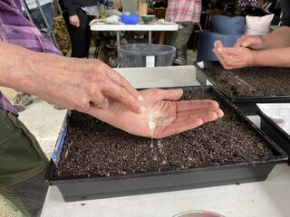 Free propagation workshop to support landowners battling wilding pines 
