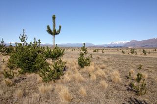 Article: What's the problem with wilding pines?
