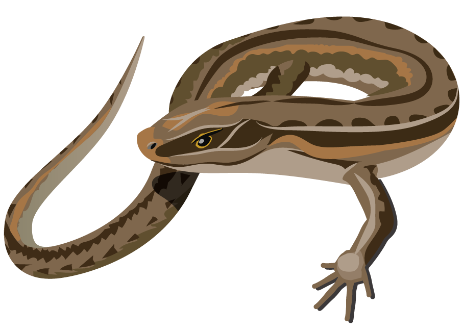 McCann's skink