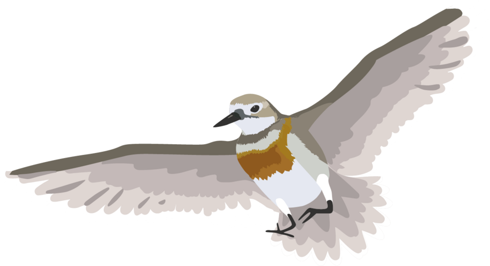 Banded Dotterel